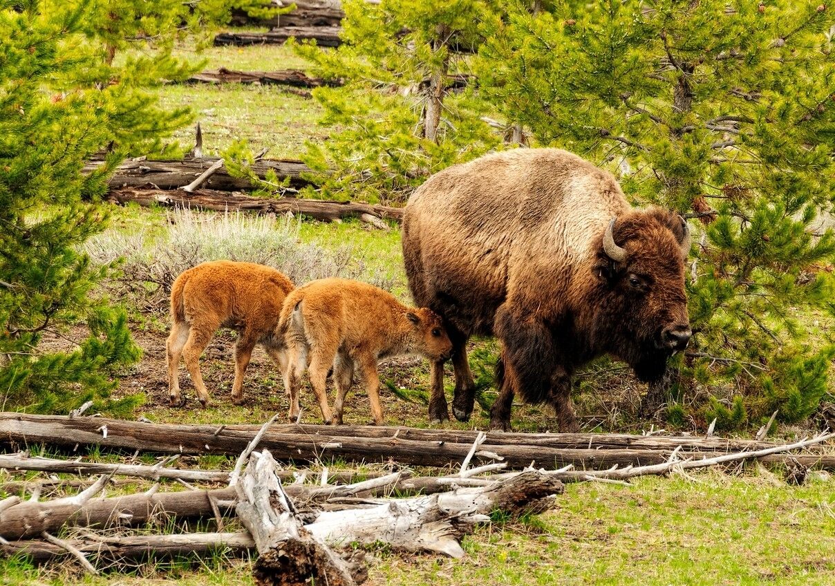 Un bisonte con dos crías en una pradera con troncos y pinos dispersos.