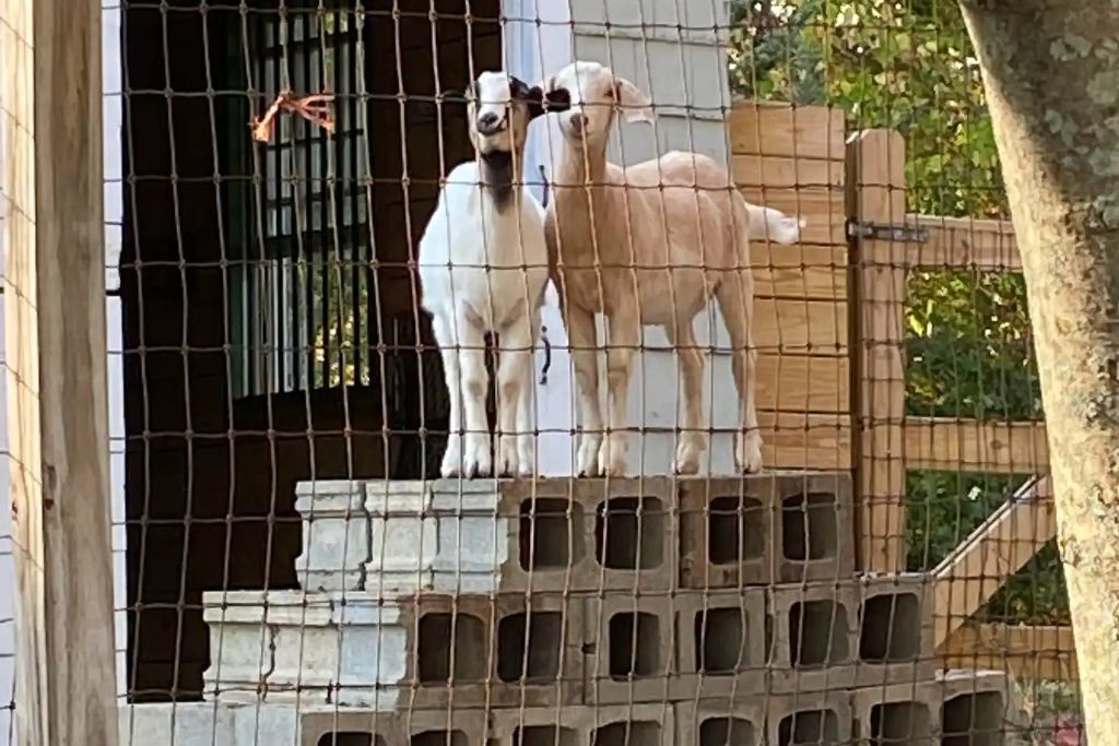 Enceinte de l’hébergement