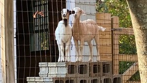 Two white goats standing on a stone platform with a wire fence in the background. - Farm Stay with Horses & Pool with Mountaintop Views (Bloomfield)
