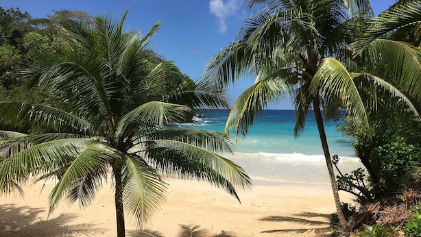 Una playa con palmeras y agua azul cristalina.