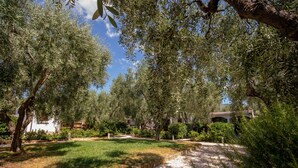 A garden with olive trees, a pathway, and a building in the background.