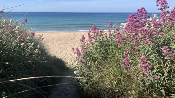 A beach path leading to the ocean with pink flowers in the foreground. - Stonecroft (Helston)
