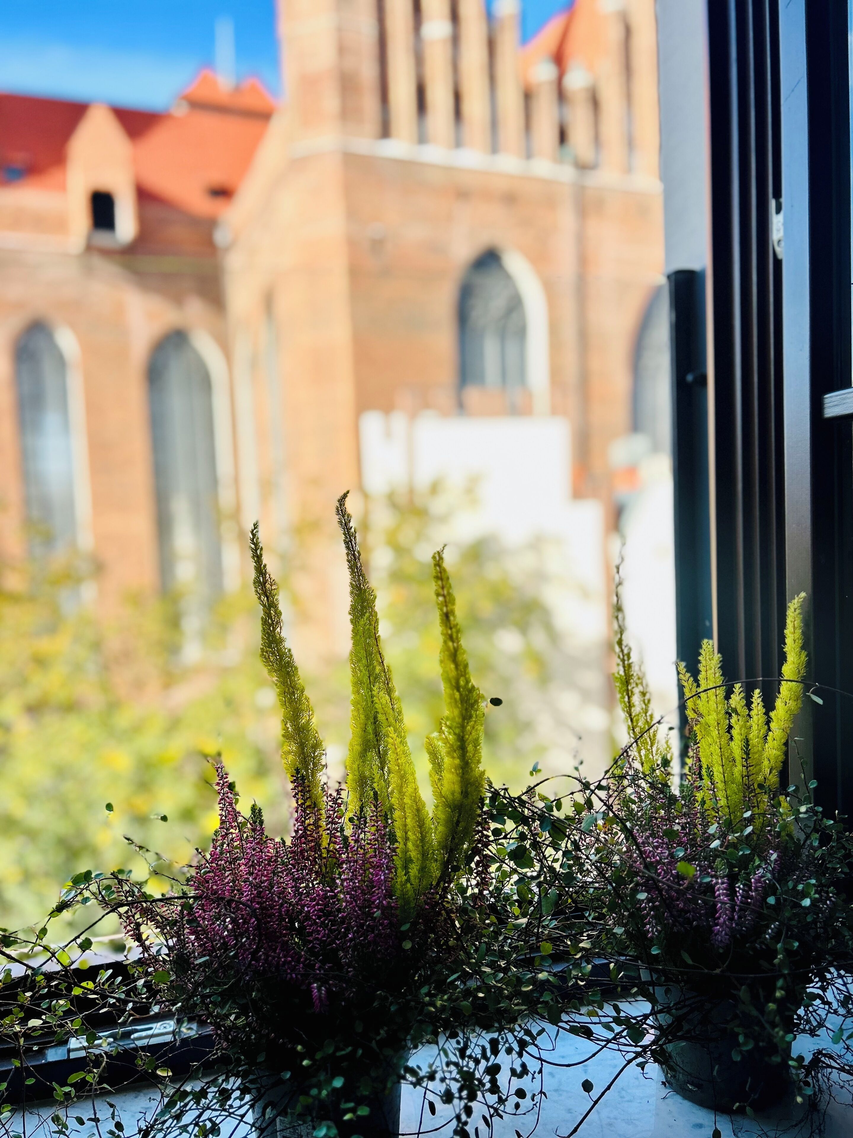 Ein Fenster mit Blick auf eine Kirche und einen Blumentopf mit grünem und violettem Laub.