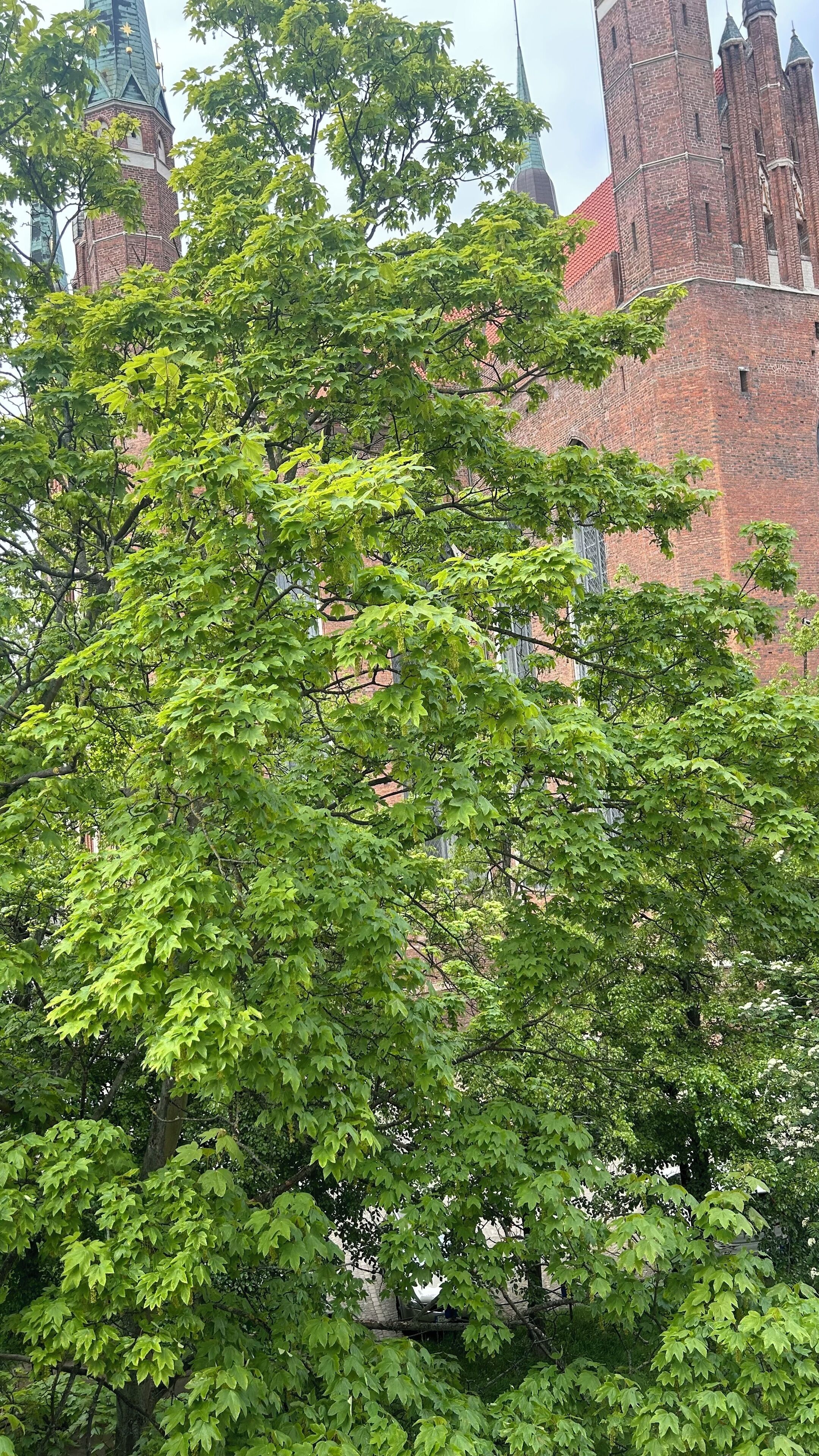 A tree with green leaves in front of a brick building with a tall tower.