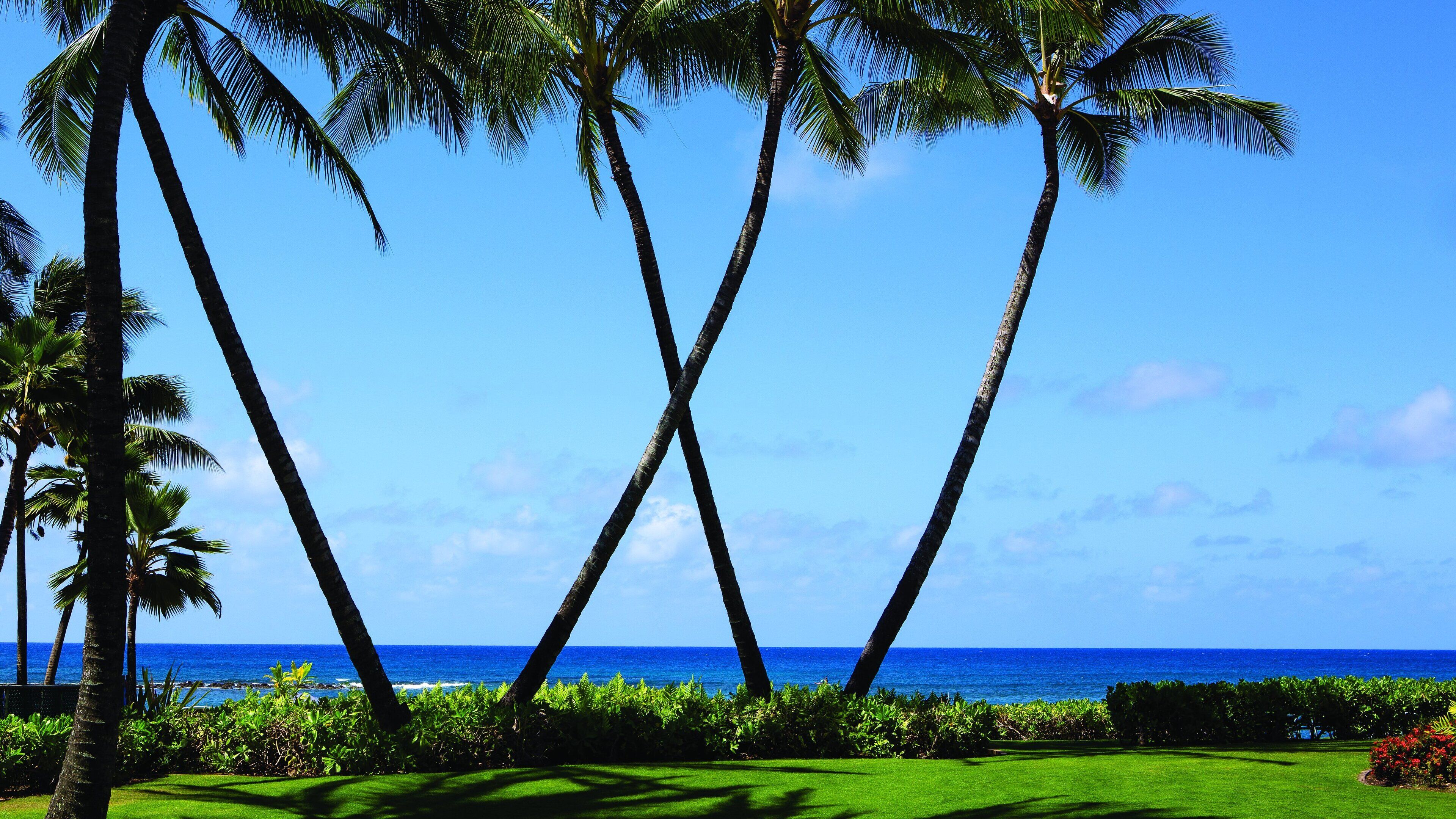 A tropical landscape with palm trees and a view of the ocean.