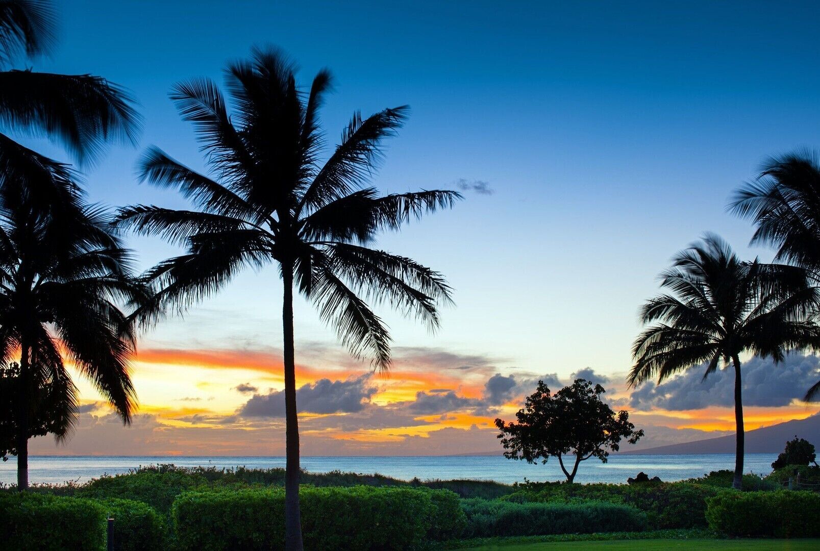 A sunset view with palm trees and a clear sky.
