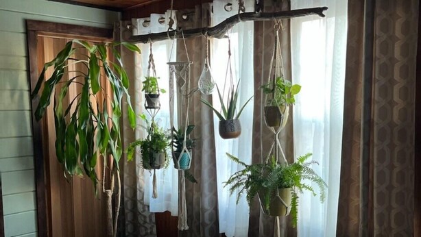Ein Zimmer mit Holzböden, Holzzieldecke und einem großen Fenster mit Vorhängen. Mehrere hängende Pflanzen und ein Blumentopf stehen auf dem Boden.