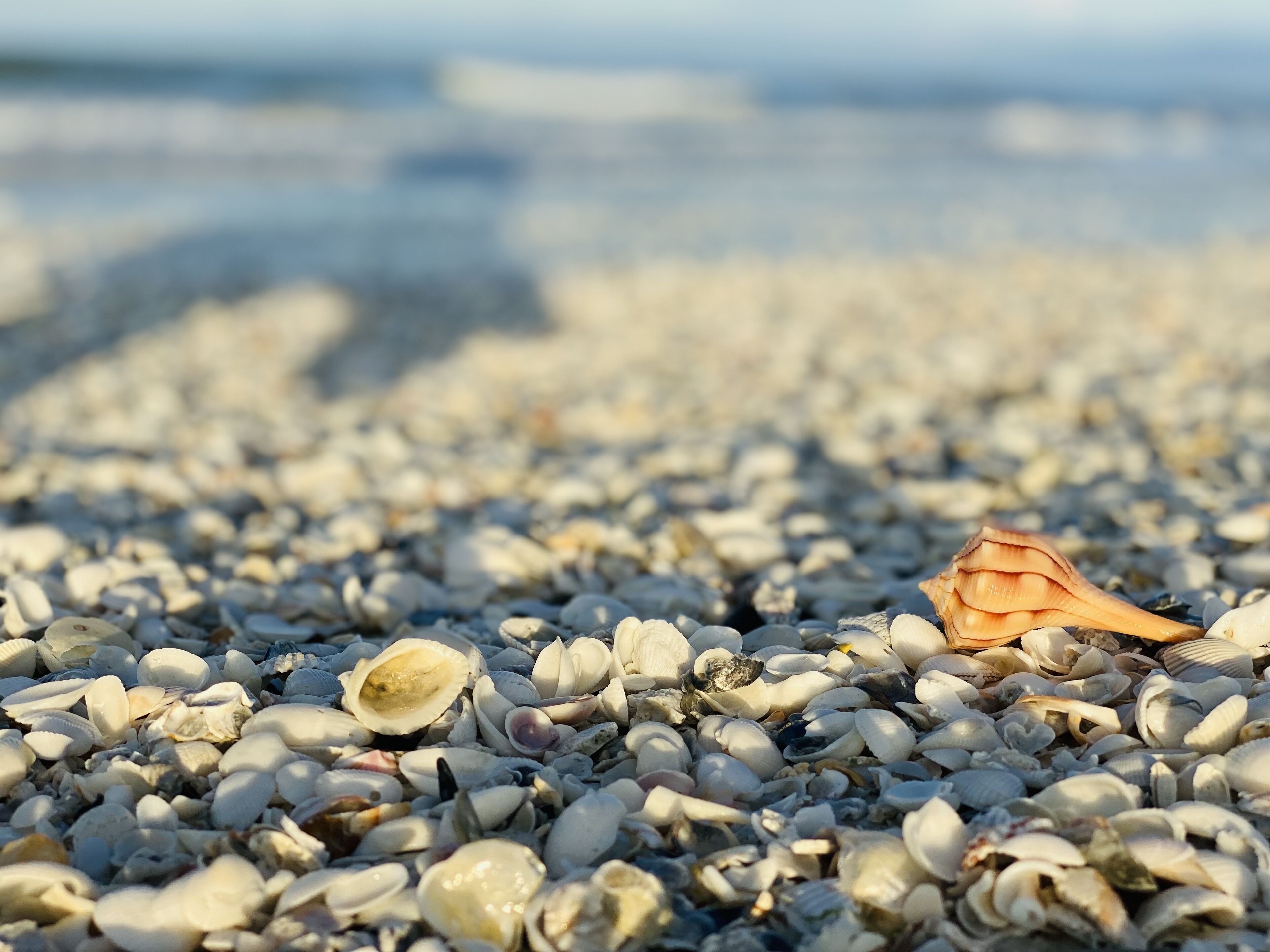A beach with pebbles and shells.