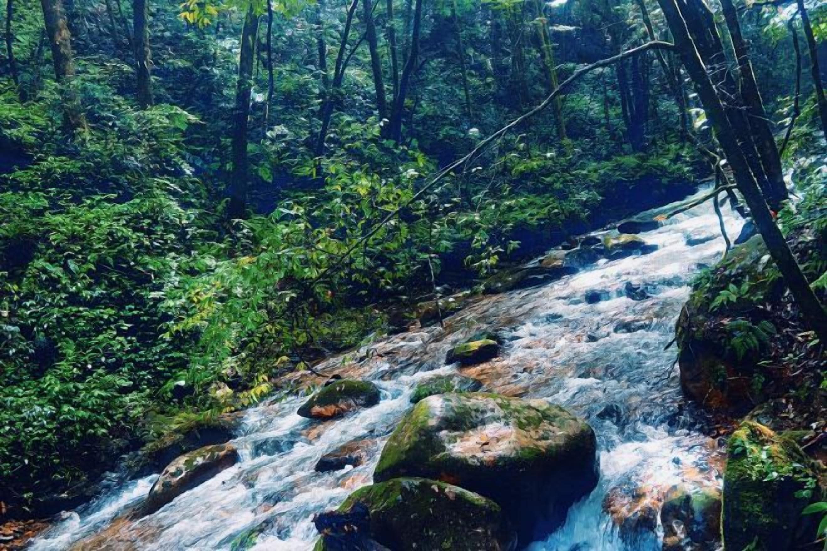 Un ruisseau traversant une forêt, avec des rochers et une végétation luxuriante.