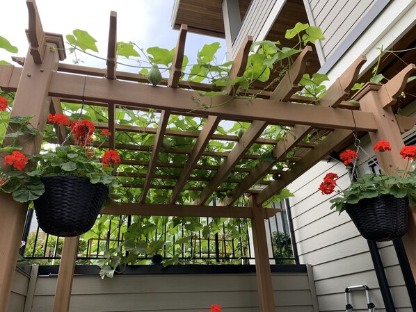 A wooden pergola with climbing plants and hanging flower baskets.