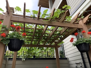 Surrounded by lush greenery, this pergola offers a serene outdoor space.