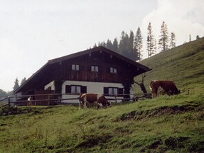 Une maison rustique en bois, dotée d ’un toit à pente, entourée d’un pré clôturé où paissent des vaches.