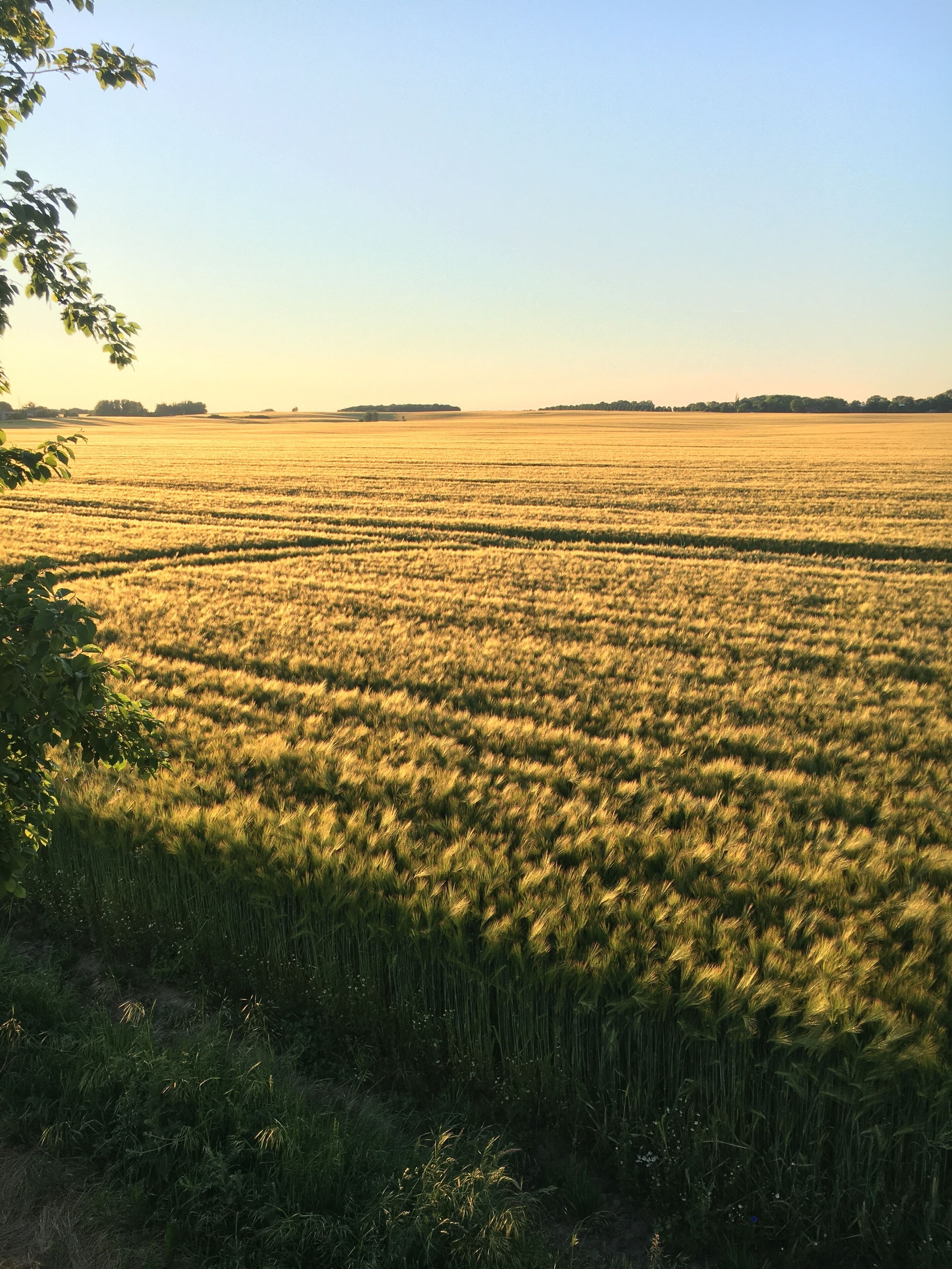 Un extenso campo de cultivos dorados bajo un cielo despejado.