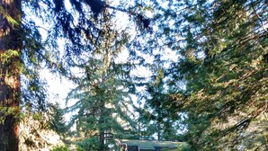 A red house surrounded by dense forest and a grassy yard. - The Hideout (Crescent City)