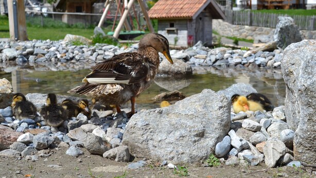 Un pato con sus patitos sobre una superficie rocosa cerca de un cuerpo de agua, con un edificio rústico al fondo.