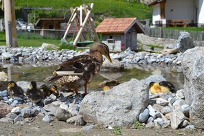 Un pato con sus patitos sobre una superficie rocosa cerca de un cuerpo de agua, con un edificio rústico al fondo.
