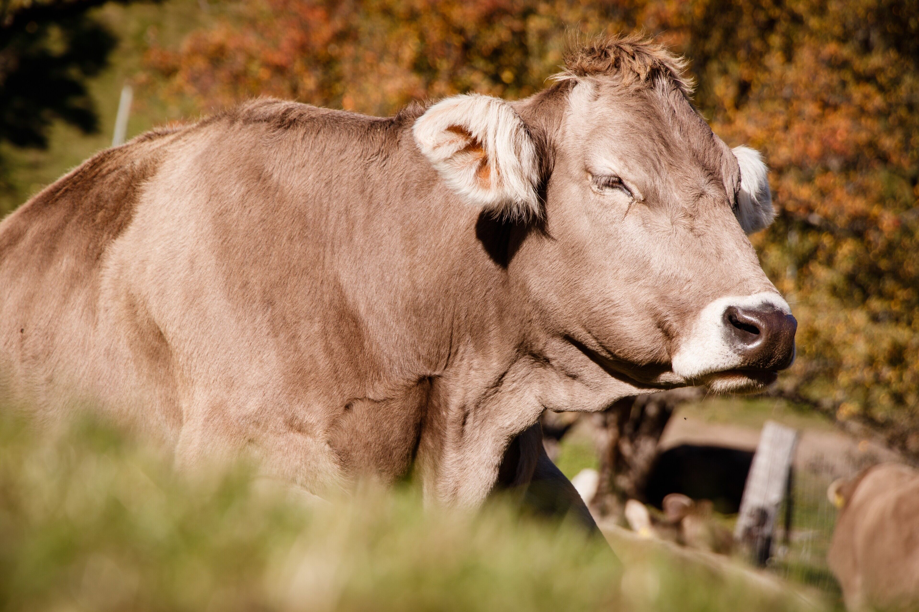 A cow in a field with a fence and trees in the background.