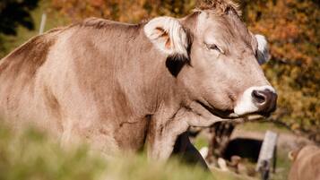 A cow in a field with a fence and trees in the background.
