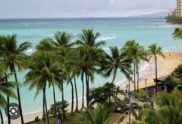 A beach with palm trees and a view of the ocean.
