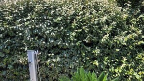 Un palmier en pot, placé dans un pot vert, sur une terrasse en pierre.