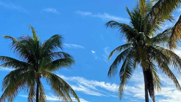 A wooden pathway leading to a beach with palm trees and a clear blue sky. - Island Time | Luxury Beach Condo w/ Pool & Hot Tub (Key West)