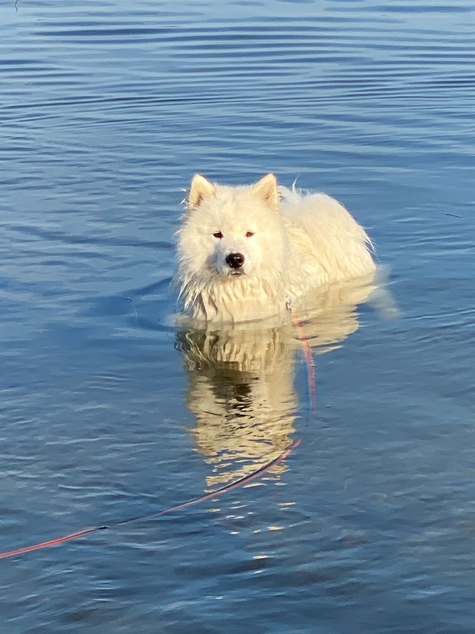 A white dog in a body of water.