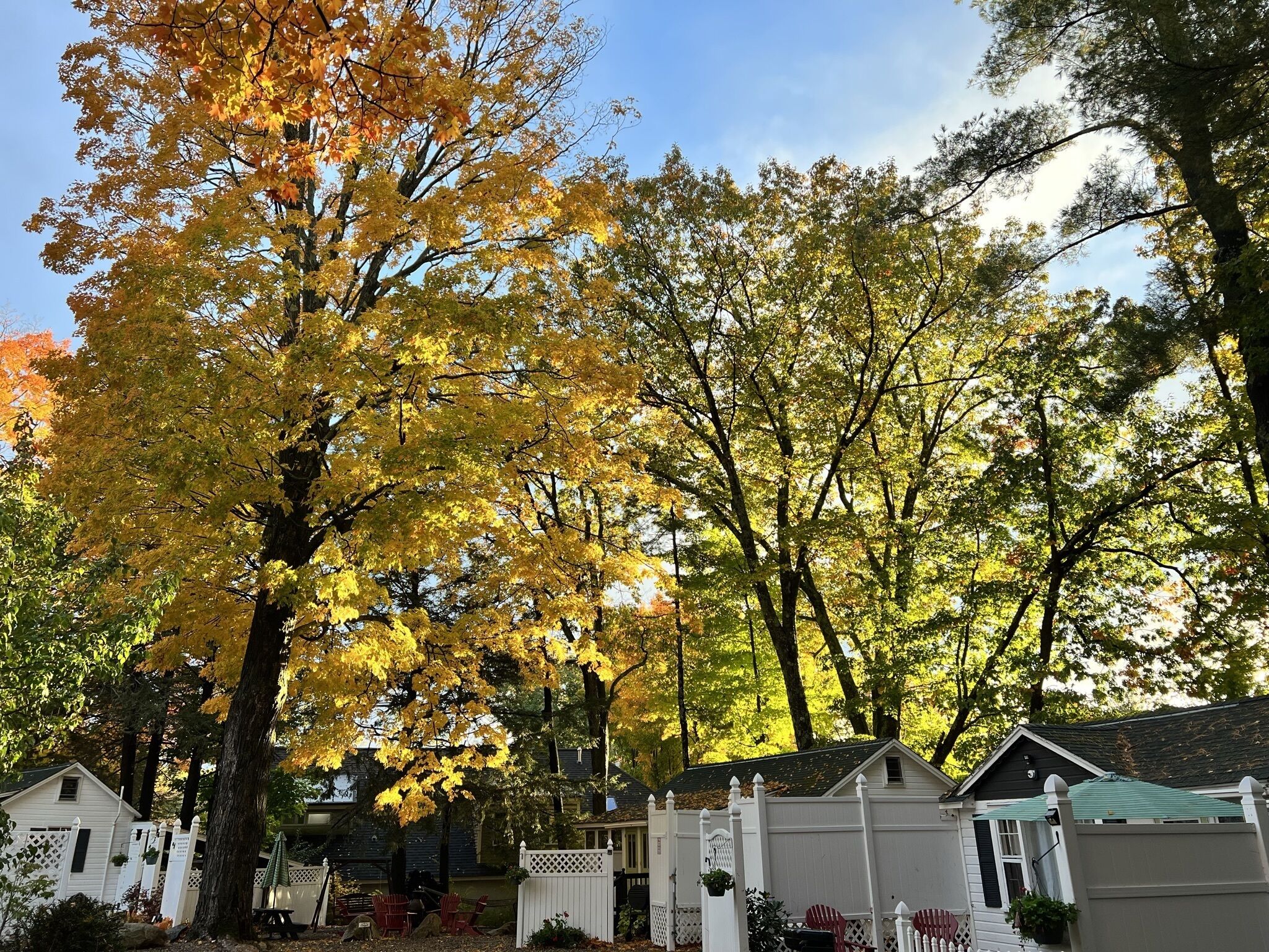 A residential area with houses, a white picket fence, and autumn foliage.