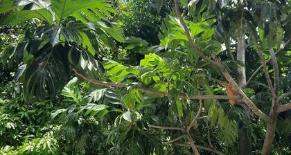 Nice little eco-citizen house + car rental possible