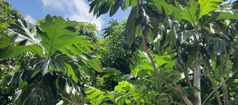 Nice little eco-citizen house + car rental possible