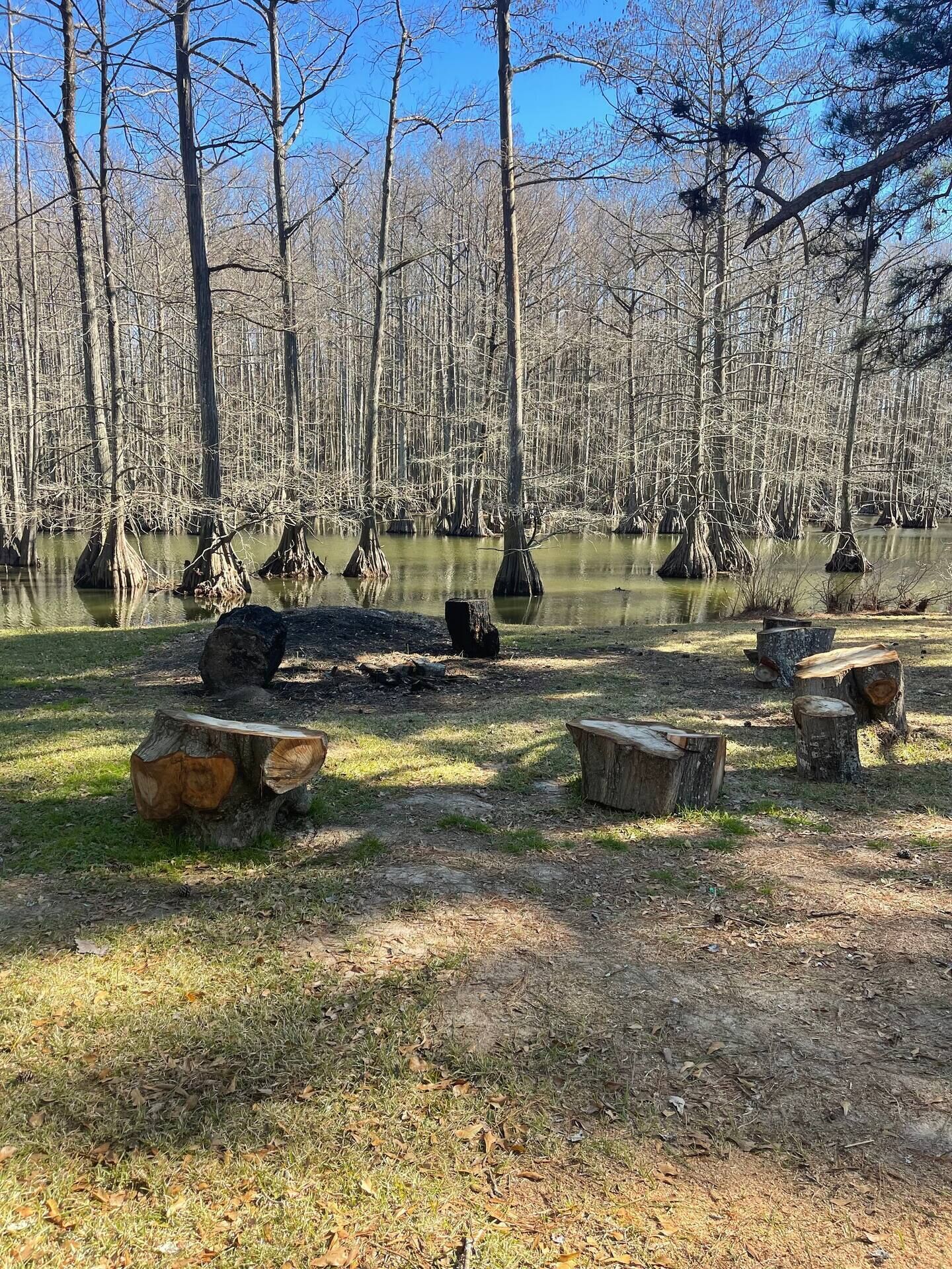 Eine natürliche Außenanlage mit Teich, umgeben von Bäumen und Holzstümpfen.