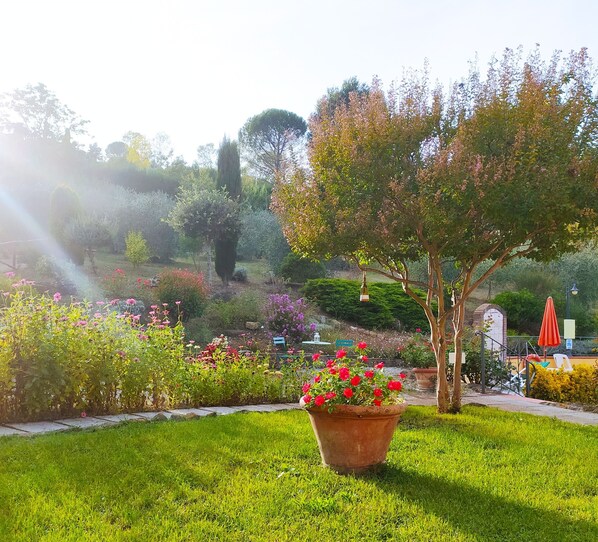 Property grounds - Casa Elisa apartment with shared pool in Tuscany (Montaione)