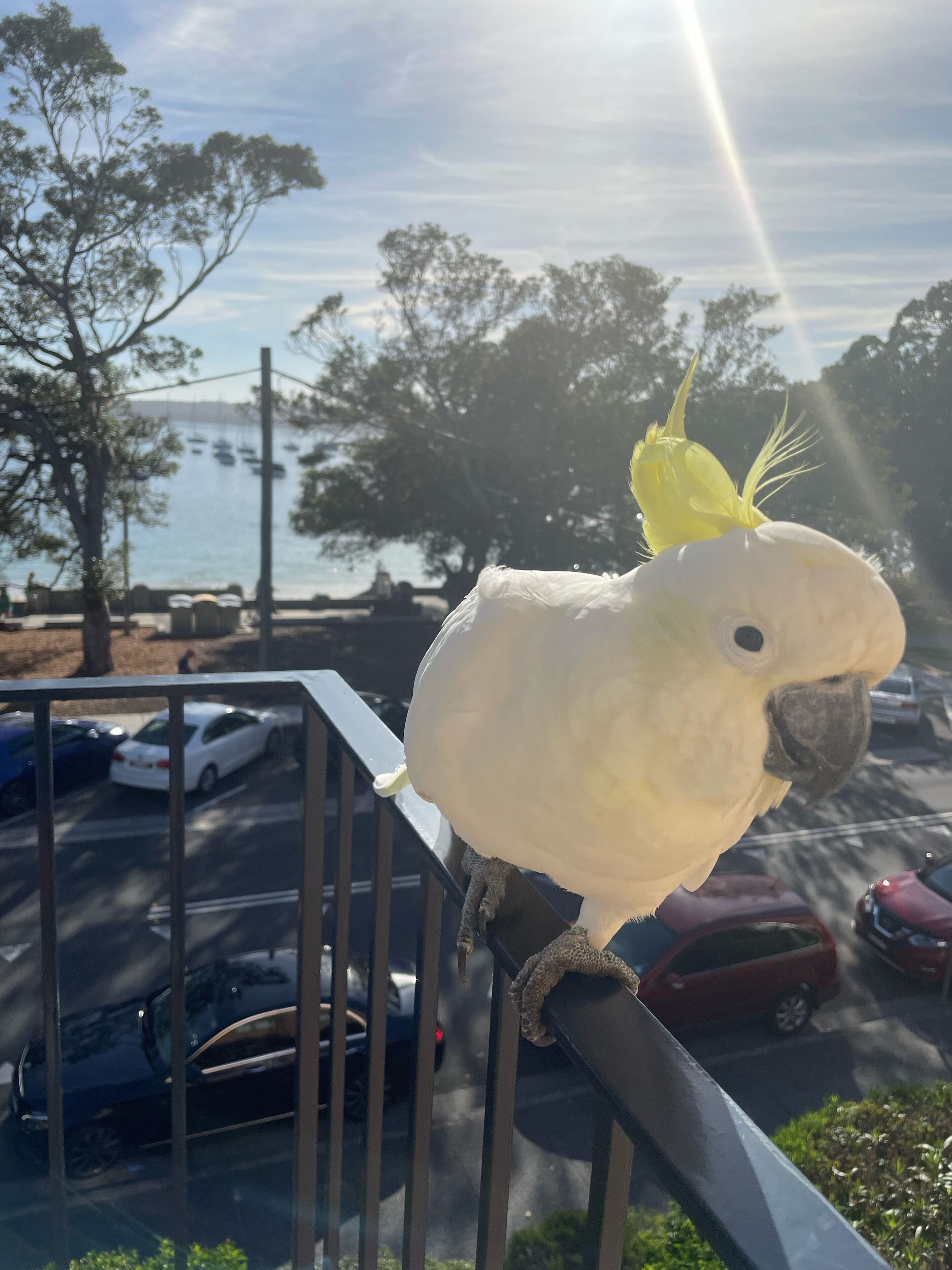 Beachfront Balmoral bliss designer NEWLY renovated apartment — image 25