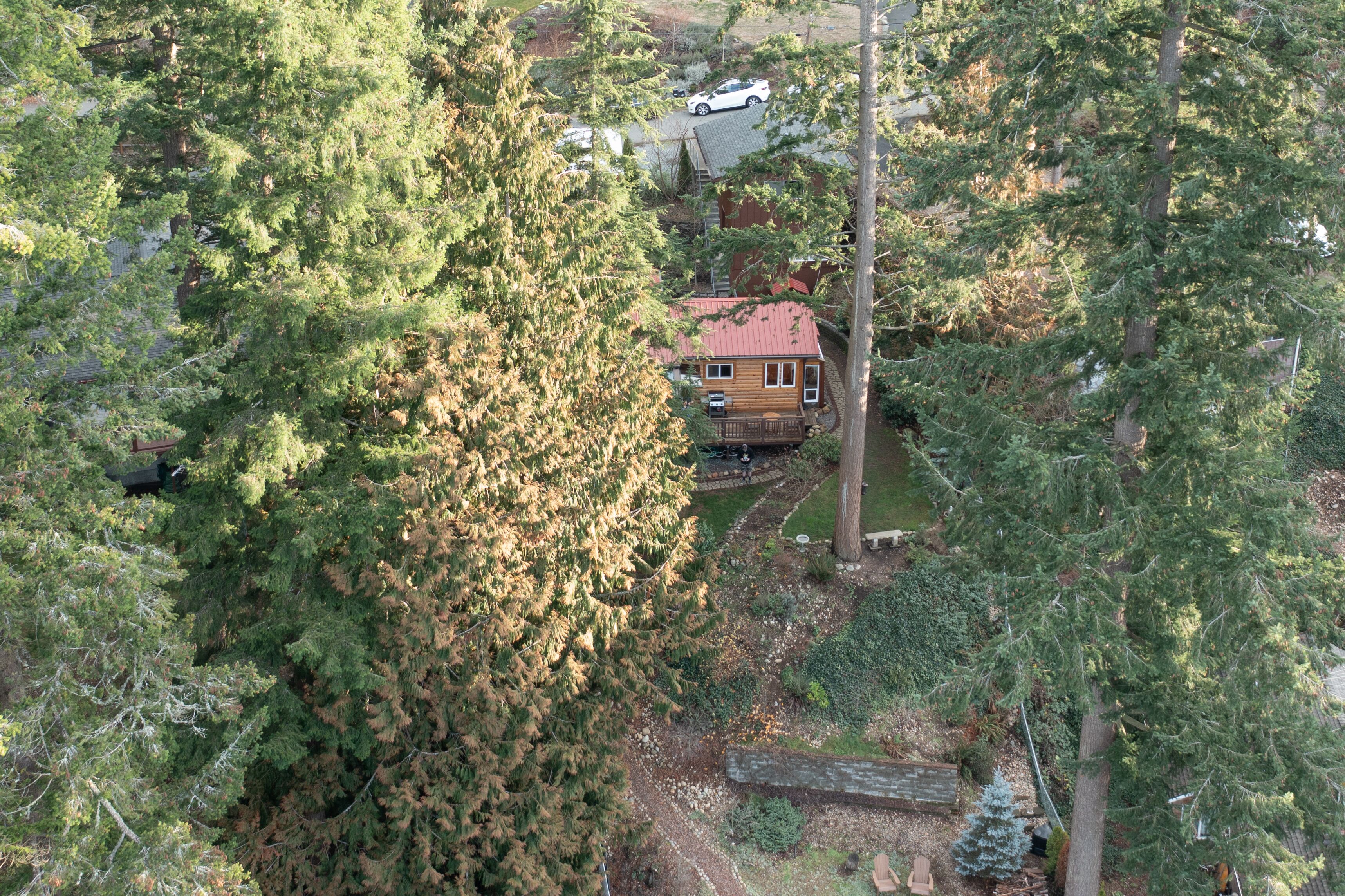 Une cabane entourée d’une forêt dense, avec une allée bien visible et une voiture garée devant.