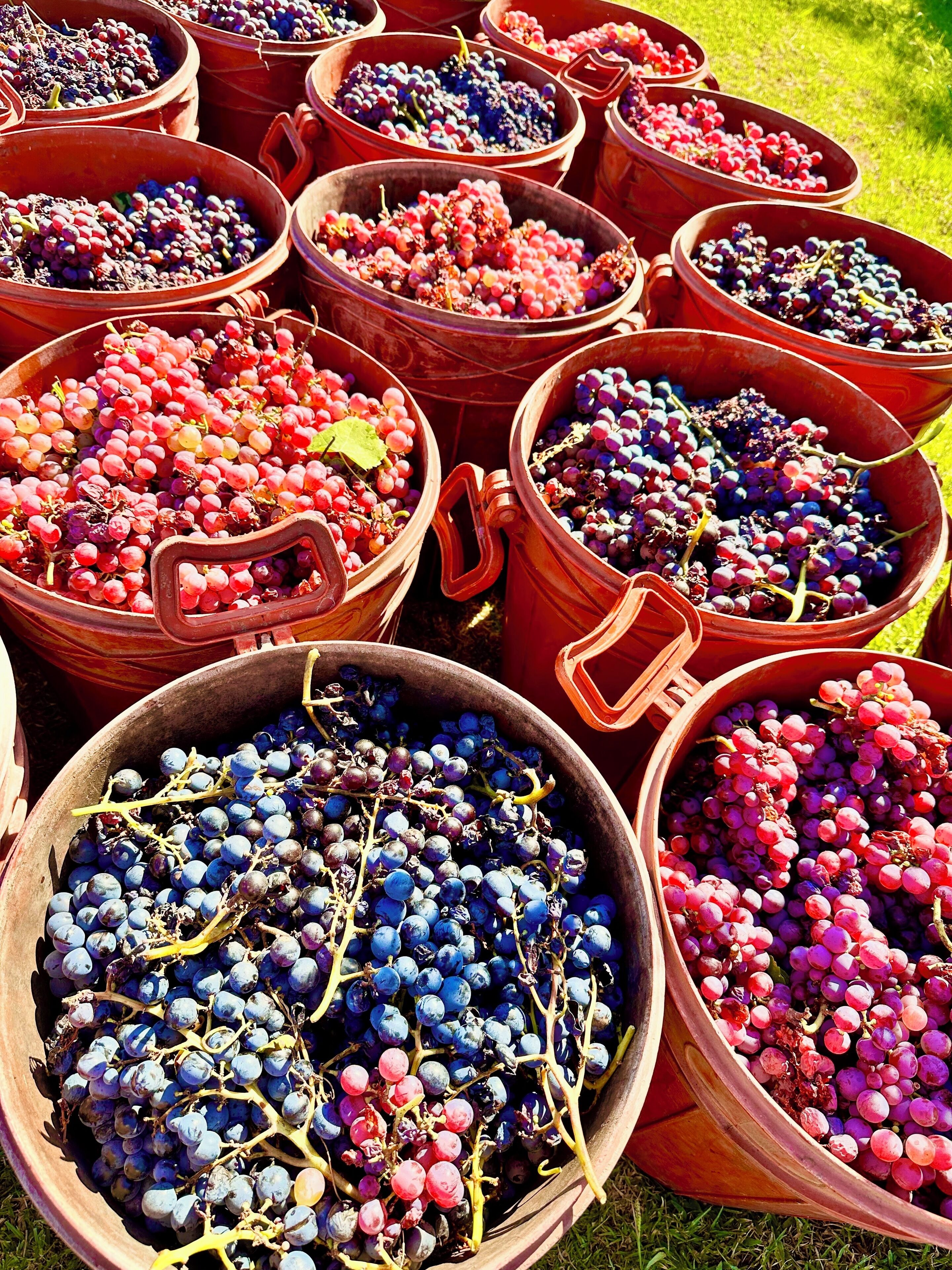 Multiple terracotta bowls filled with various types of grapes.