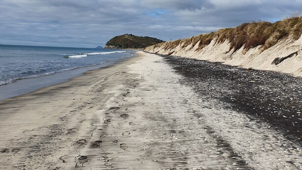En strand med en sandstrand och en rad sanddyner i bakgrunden.