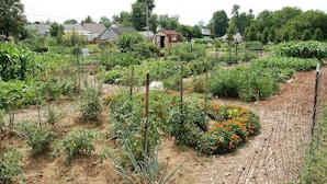 Un huerto con diversas plantas y una pequeña construcción al fondo.