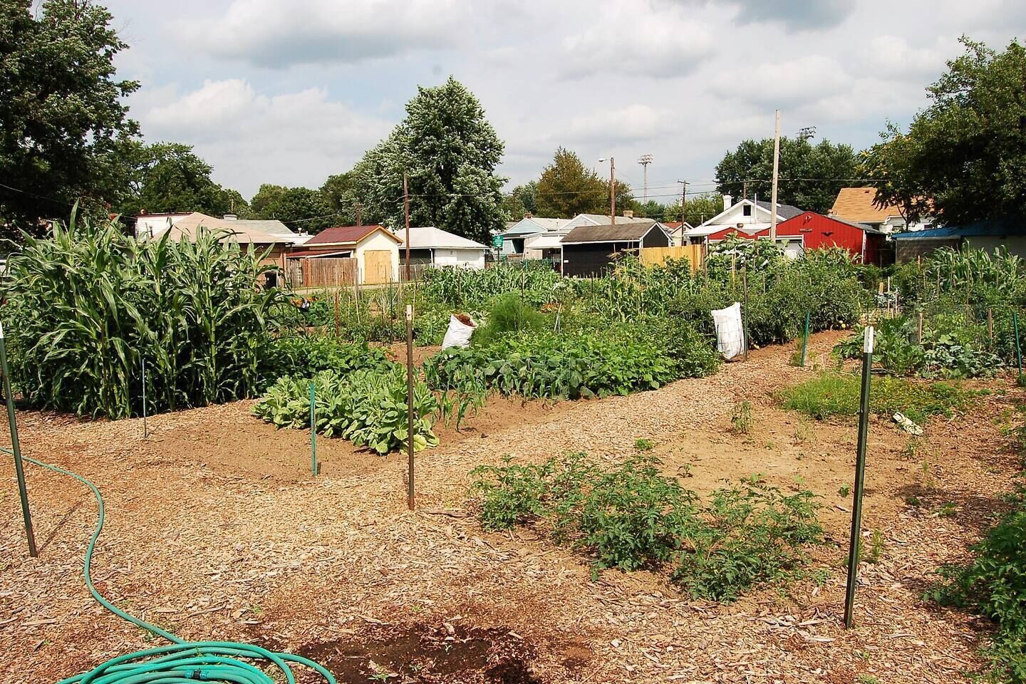 A residential area with houses, a garden, and a cornfield.