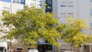 A modern building with a flat facade, large windows, and a tree in the foreground. - Magnificent view (Faro)