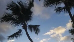 A palm tree against a sunset sky. - Oceanfront Condo/Hawaiian Style. 1Bd, w/AC & Wifi (Kailua-Kona)