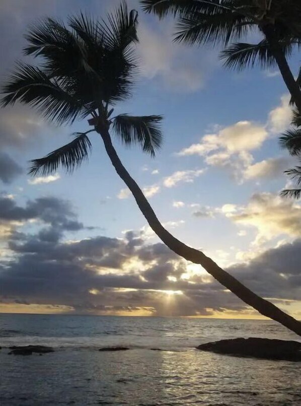 Un palmier se dressant sur fond de coucher de soleil.