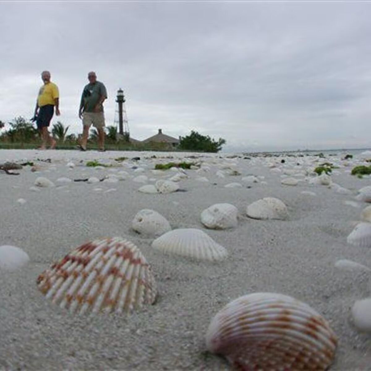 Een strand met verspreide schelpen en enkele mensen die lopen.