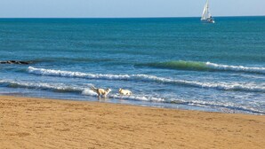 Ein Strand mit Wellen, einem Segelboot und einem Hund am Ufer.
