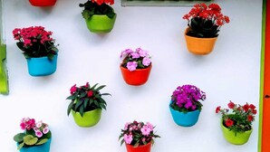 En vit vägg med flera upphängda blomkrukor i olika färger.