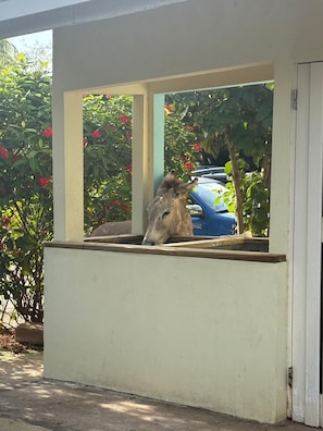 Área da propriedade