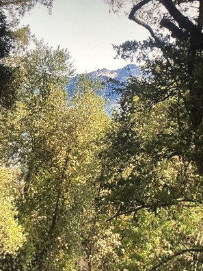 A dense forest with a mountain in the background. - Cozy cottage in woodsy haven - 2 miles from downtown Calistoga (Callistoga)