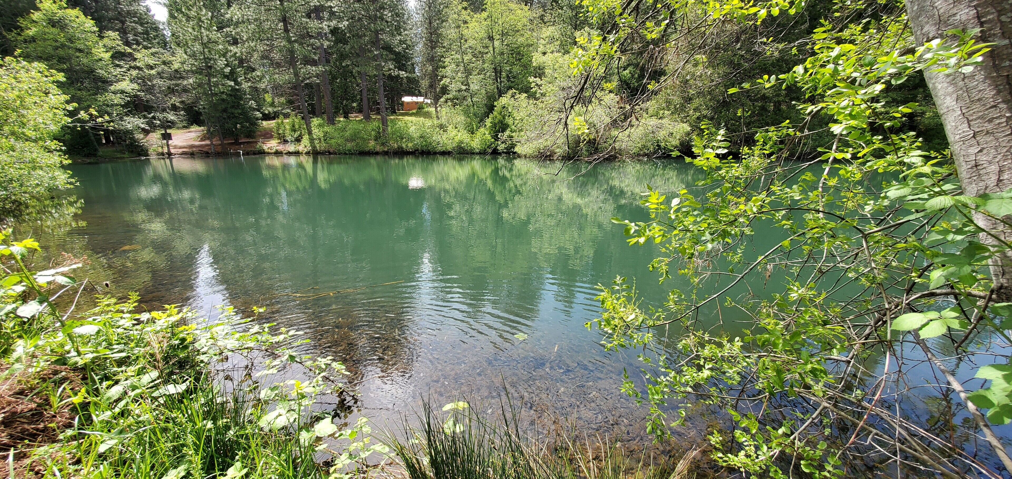 A serene lake surrounded by lush greenery and trees.