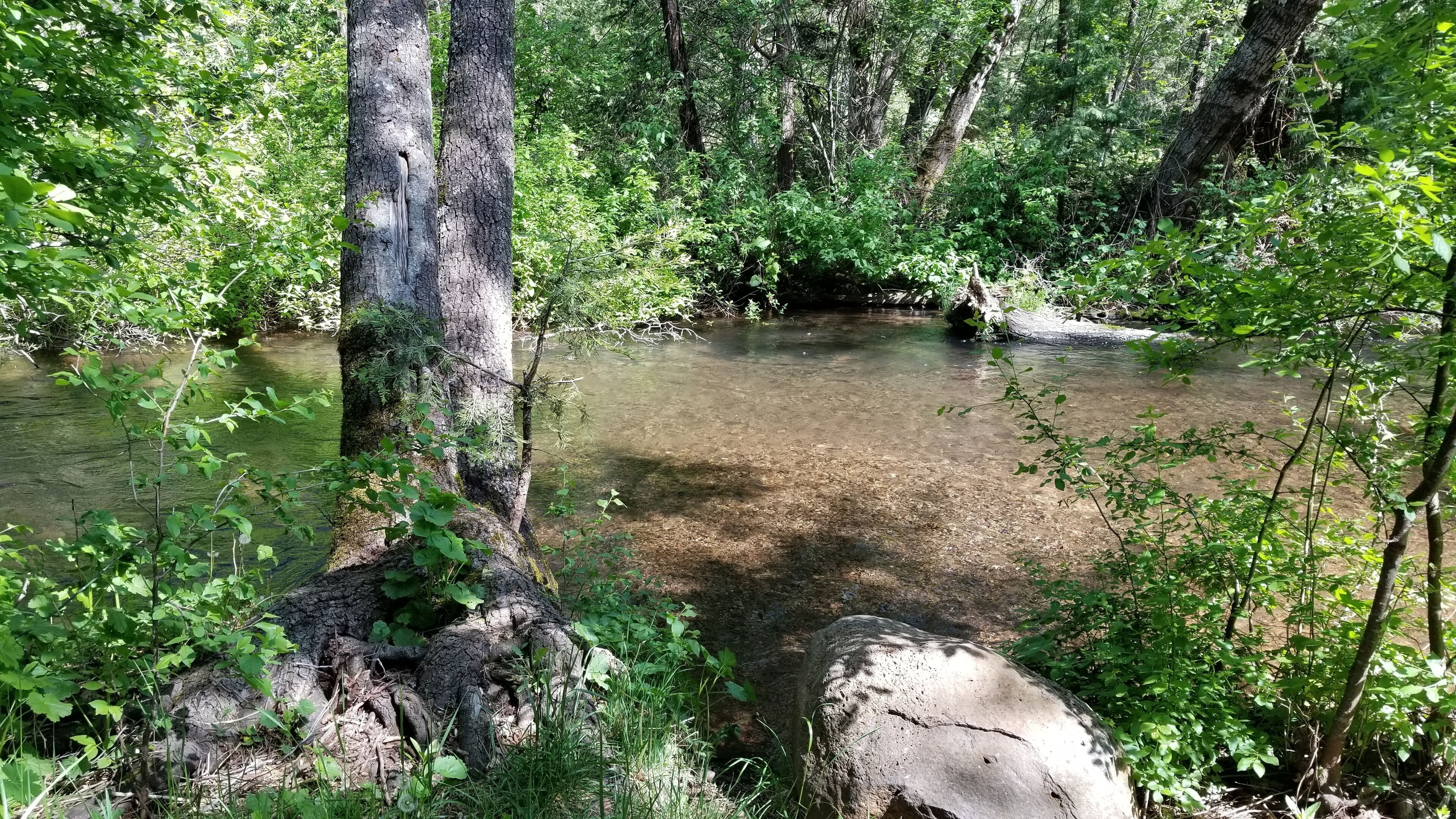 A natural setting with a clear stream surrounded by dense greenery and trees.