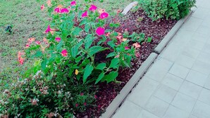 A garden with various plants and flowers.