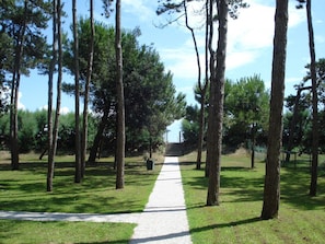 Stroll through the serene pine-lined pathway to a secluded retreat.
