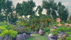 Un jardin où l’on trouve différentes plantes et arbres, dont un oranger particulièrement remarquable.
